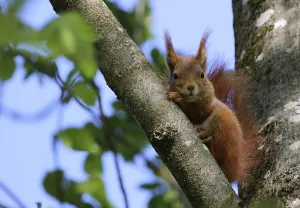 squirrel