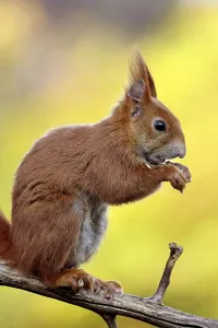 German Mammal Drucke: squirrel
