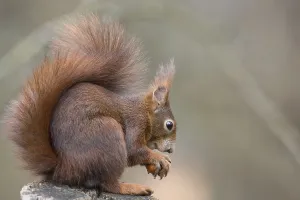 Mammal Pictures Drucke: squirrel