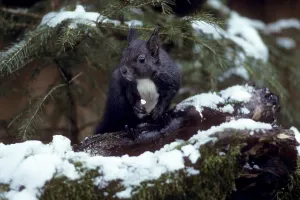 Empty European Countryside Scene Drucke: squirrel