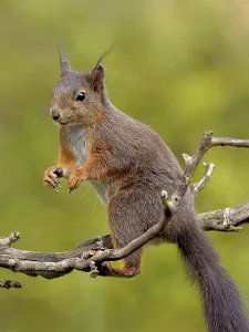 Foraging Rodent Behavior Drucke: squirrel