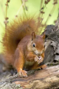 Rodent Animal Pictures Drucke: squirrel
