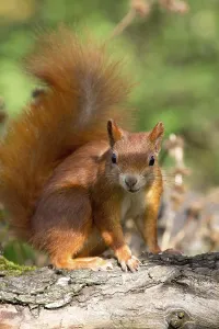Rodent Wildlife Photos Drucke: squirrel