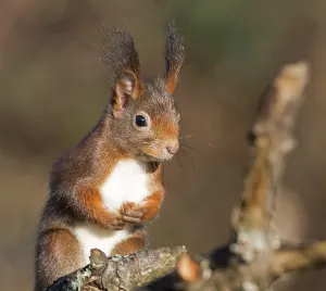 Animals In The Wild Habitat Drucke: squirrel