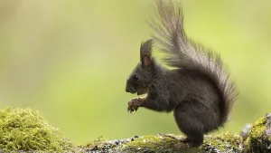 Squirrel