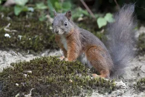 Deserted Rodent Drucke: Squirrel