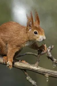 Rodent Foraging Behavior Drucke: Squirrel