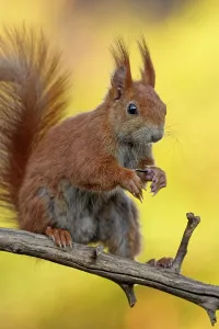 Central Europe Exterior View Drucke: squirrel