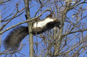 Squirrel