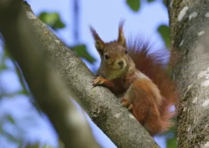 Mammalian Rodents Drucke: Squirrel