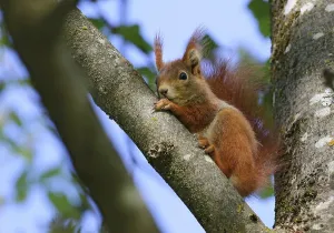 Rodent Animal Pictures Drucke: Squirrel