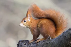 Rodent Animal Images Drucke: squirrel