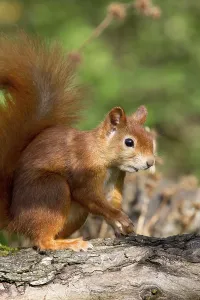 Rodent Animal Pictures Drucke: squirrel