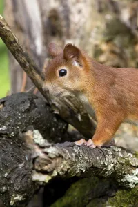 Rodent Wildlife Drucke: squirrel