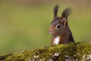 Squirrel Images Drucke: squirrel