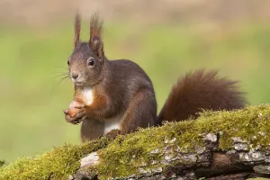 Animals In The Wild Alone Drucke: squirrel