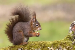 Natural Uninhabited Environments Drucke: squirrel