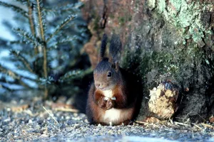 Deserted Rodent Habitat Drucke: squirrel