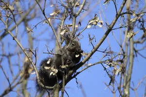 Deserted Forest Scenes Drucke: Squirrel