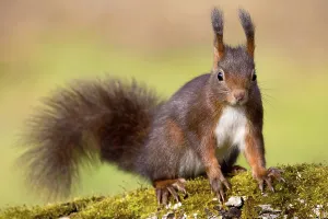 Wild Animals No People Drucke: squirrel