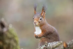 Rodent Photography Drucke: squirrel
