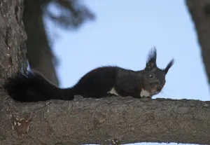 Rodent Mammals Drucke: Squirrel