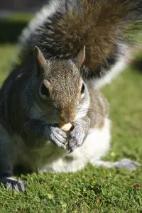 Wild Mammal Images Drucke: Squirrel