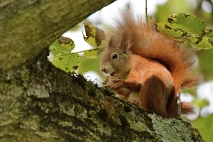 Animal Feeding Behavior Drucke: Squirrel eats walnut