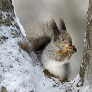 Animal Feed Sources Drucke: The squirrel gnaws a nut in a tree fork
