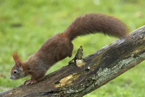 Tree Trunk Animals Drucke: Squirrel jumping on tree trunk looking left