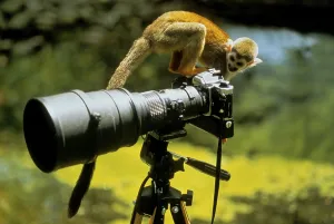 Common Squirrel Monkey Drucke: Squirrel monkey, common squirrel monkey (Saimiri sciureus)