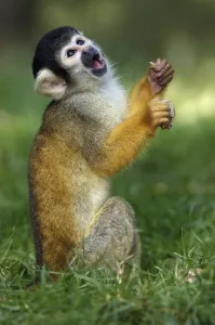 South American Primates Drucke: Squirrel Monkey, common squirrel monkey (Saimiri sciureus)