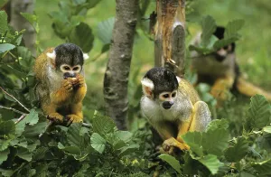 New World Primate Photos Drucke: SQUIRREL MONKEY GROUP (saimiri sciureus) IN BAUM