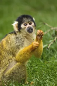 Squirrel Monkey Drucke: Squirrel monkey (Saimiri)