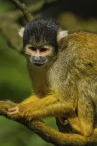 Squirrel Monkey Drucke: Squirrel monkey (Saimiri)