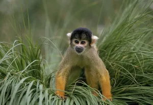 Empty Tropical Landscape Drucke: Squirrel Monkey (saimiri sciureus)