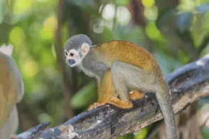 New World Monkeys Pictures Drucke: Squirrel Monkey (Saimiri sciureus)