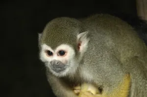Jungle Landscape Photography Drucke: Squirrel monkey (Saimiri sciureus)