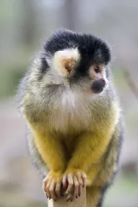 Squirrel Monkey Habitat Drucke: Squirrel monkey (Saimiri sciureus)