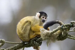 Common Squirrel Monkey Drucke: Squirrel monkey (Saimiri sciureus)