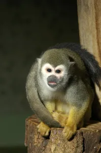 New World Primate Images Drucke: Squirrel monkey (Saimiri sciureus)