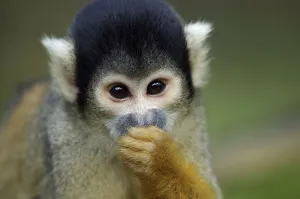 Mammalian Head Shots Drucke: Squirrel Monkey (Saimiri sciureus)