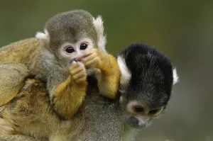 Squirrel Monkey Drucke: Squirrel Monkey (Saimiri sciureus)