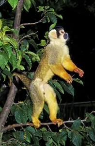 Squirrel Monkey Drucke: SQUIRREL MONKEY (saimiri sciureus)