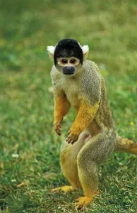 Squirrel Monkey Drucke: SQUIRREL MONKEY (saimiri sciureus)