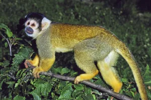 Squirrel Monkey Drucke: SQUIRREL MONKEY (saimiri sciureus)