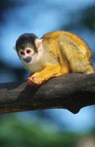 Squirrel Monkey Drucke: Squirrel Monkey (Saimiri sciureus)