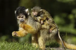 New World Primate Images Drucke: Squirrel Monkey (Saimiri sciureus)
