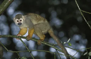 Squirrel Monkey Drucke: SQUIRREL MONKEY (saimiri sciureus)