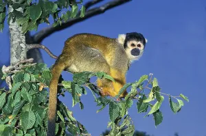 Squirrel Monkey Drucke: Squirrel Monkey (saimiri sciureus)